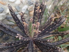 Kalanchoe delagoensis