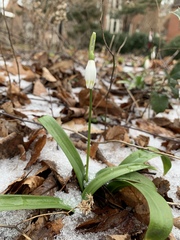 Galanthus woronowii