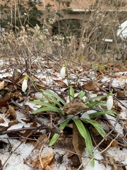 Galanthus woronowii