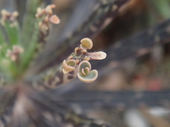 Kalanchoe delagoensis