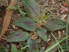Euphorbia hirta