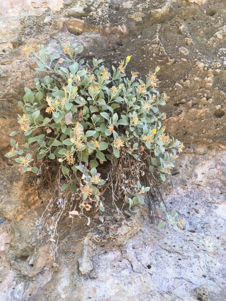 Galinsogeopsis harkerae