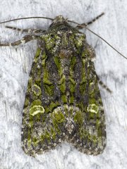 Lacinipolia olivacea