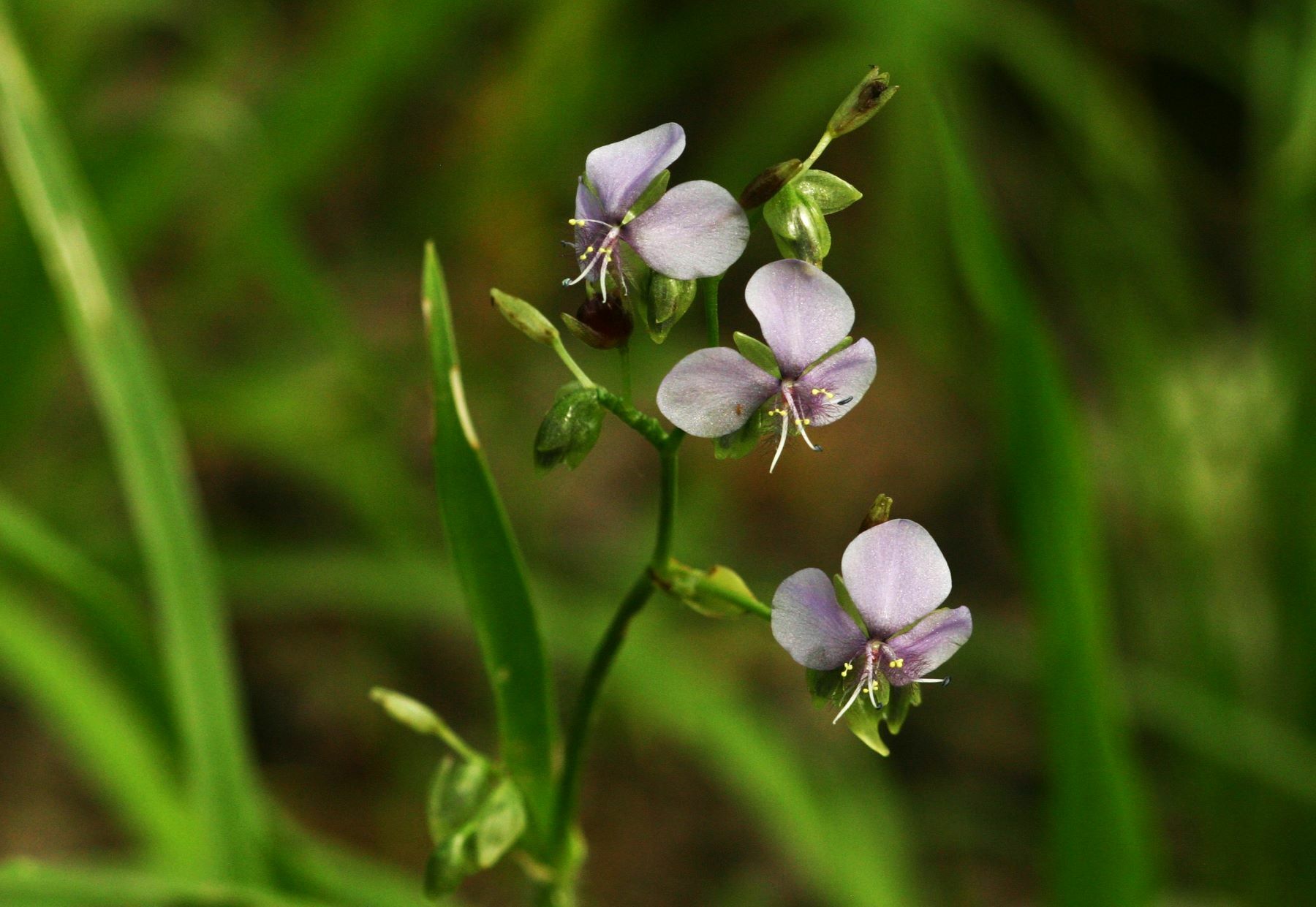 Murdannia simplex