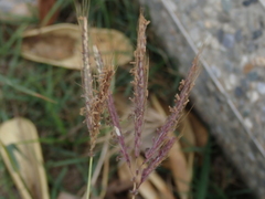 Dichanthium annulatum