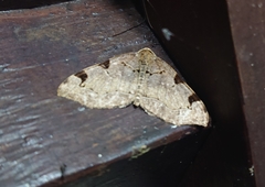 Heterophleps variegata