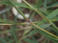Dichanthium annulatum