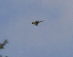Enicognathus ferrugineus