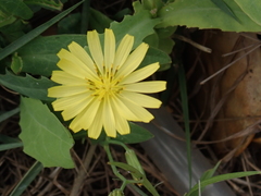 Ixeris chinensis