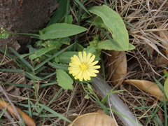 Ixeris chinensis