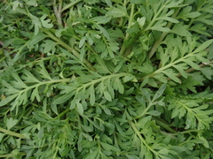 Lepidium didymum