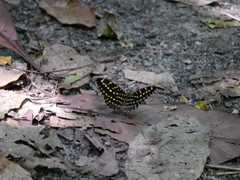 Lexias canescens pardalina