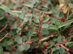 Euphorbia makinoi