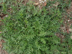 Lepidium didymum