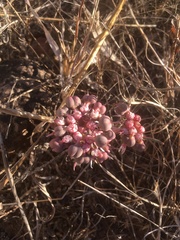 Euphorbia radians