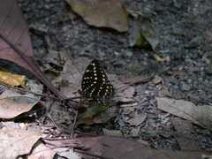Lexias canescens pardalina