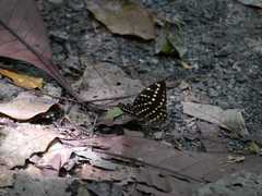 Lexias canescens pardalina