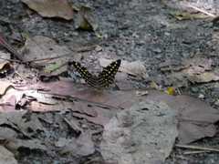 Lexias canescens pardalina