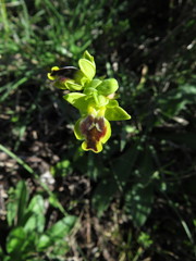 Ophrys lutea galilaea