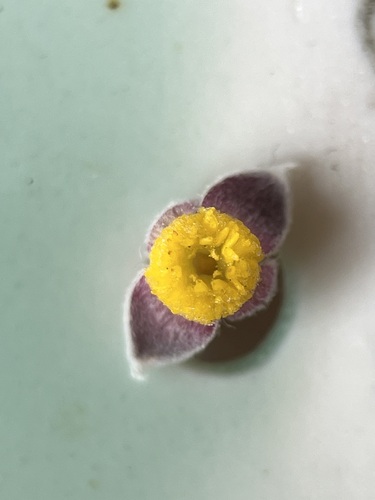 Image of Gnidia nana by (c) Charleen Brunke, some rights reserved (CC BY)