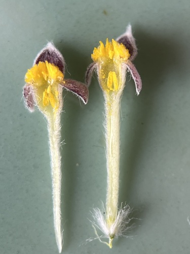 Image of Gnidia nana by (c) Charleen Brunke, some rights reserved (CC BY)
