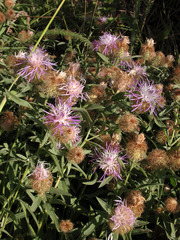 Centaurea trichocephala