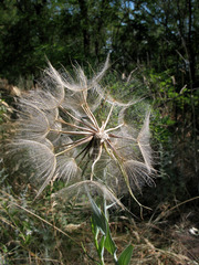 Tragopogon dubius