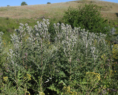 Echinops sphaerocephalus