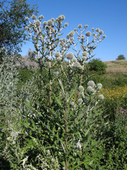Echinops sphaerocephalus
