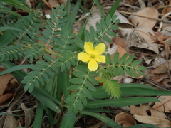 Tribulus taiwanense