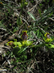 Ophrys lutea galilaea