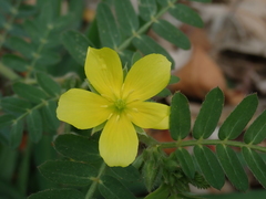 Tribulus taiwanense