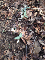 Trillium nivale