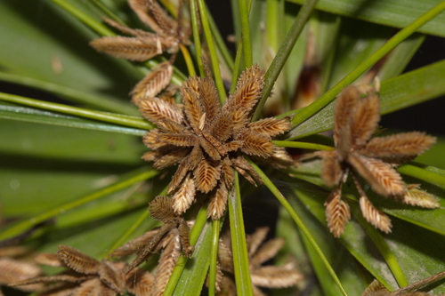 Cyperus alternifolius