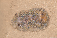 Carminodoris