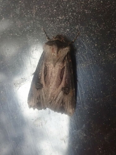Venerable Dart photo 3