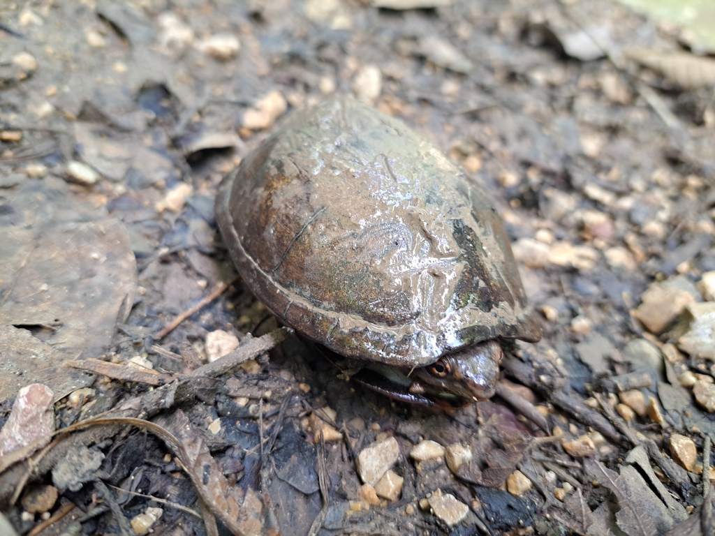 Tabasco Mud Turtle in September 2023 by Cornelio Chablé · iNaturalist