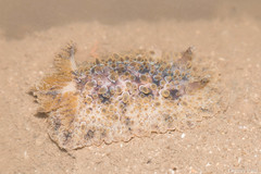 Carminodoris