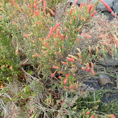 Salicornia littorea