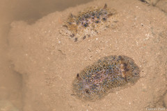 Carminodoris