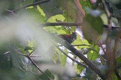 Cantorchilus semibadius