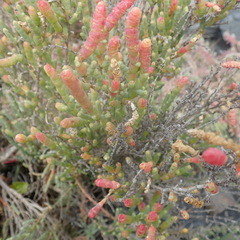 Salicornia littorea