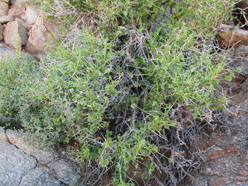 Image of Pelargonium spinosum by no rights reserved
