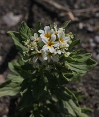 Tournefortia sibirica