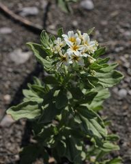 Tournefortia sibirica