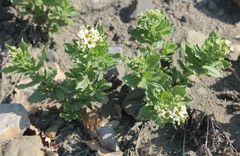 Tournefortia sibirica