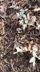 Trillium nivale