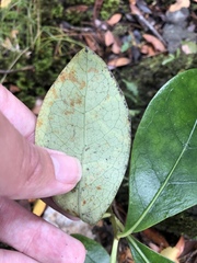 Corythoxestis zorionella