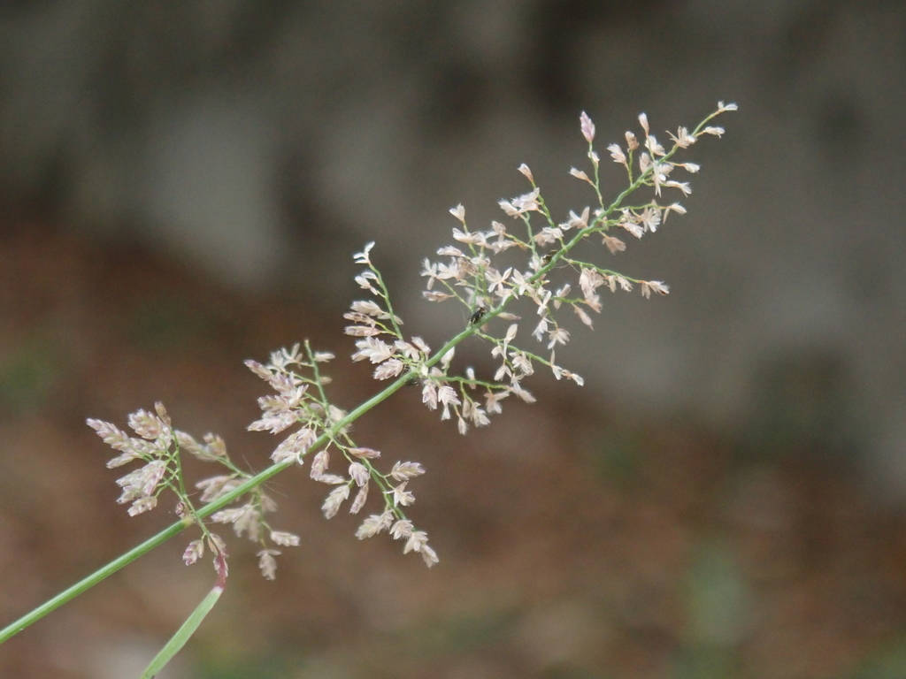 Eragrostis tenella
