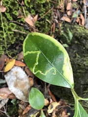 Corythoxestis zorionella